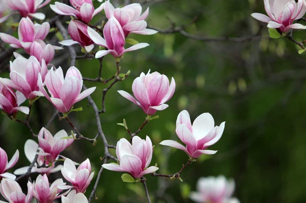 Magnolia Plantation and Gardens, Charleston